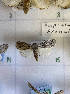  ( - CNCLEP00291068)  @11 [ ] Attribution-NonCommercial-ShareAlike (2021) Canadian National Collection of Insects, Arachnids and Nematodes Canadian National Collection of Insects, Arachnids and Nematodes