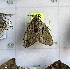  ( - CNCLEP00291101)  @11 [ ] Attribution-NonCommercial-ShareAlike (2021) Canadian National Collection of Insects, Arachnids and Nematodes Canadian National Collection of Insects, Arachnids and Nematodes