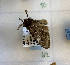  ( - CNCLEP00291104)  @11 [ ] Attribution-NonCommercial-ShareAlike (2021) Canadian National Collection of Insects, Arachnids and Nematodes Canadian National Collection of Insects, Arachnids and Nematodes