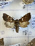  ( - CNCLEP00298828)  @12 [ ] OGL-C; Open Government Licence - Canada (2022) Canadian National Collection of Insects, Arachnids and Nematodes Canadian National Collection of Insects, Arachnids and Nematodes