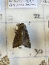  ( - CNCLEP00298836)  @11 [ ] OGL-C; Open Government Licence - Canada (2022) Canadian National Collection of Insects, Arachnids and Nematodes Canadian National Collection of Insects, Arachnids and Nematodes