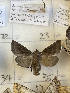  ( - CNCLEP00298837)  @11 [ ] OGL-C; Open Government Licence - Canada (2022) Canadian National Collection of Insects, Arachnids and Nematodes Canadian National Collection of Insects, Arachnids and Nematodes
