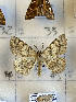  ( - CNCLEP00298843)  @11 [ ] OGL-C; Open Government Licence - Canada (2022) Canadian National Collection of Insects, Arachnids and Nematodes Canadian National Collection of Insects, Arachnids and Nematodes