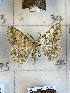  ( - CNCLEP00298844)  @11 [ ] OGL-C; Open Government Licence - Canada (2022) Canadian National Collection of Insects, Arachnids and Nematodes Canadian National Collection of Insects, Arachnids and Nematodes