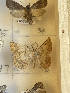  ( - CNCLEP00298846)  @11 [ ] OGL-C; Open Government Licence - Canada (2022) Canadian National Collection of Insects, Arachnids and Nematodes Canadian National Collection of Insects, Arachnids and Nematodes