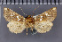 ( - CNCLEP00298851)  @11 [ ] Attribution-NonCommercial-ShareAlike (2021) Canadian National Collection of Insects, Arachnids and Nematodes Canadian National Collection of Insects, Arachnids and Nematodes