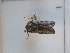  ( - CNCLEP00298939)  @11 [ ] Attribution-NonCommercial-ShareAlike (2021) Canadian National Collection of Insects, Arachnids and Nematodes Canadian National Collection of Insects, Arachnids and Nematodes