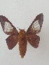  ( - CNCLEP00306234)  @11 [ ] OGL-C; Open Government Licence - Canada (2023) Canadian National Collection of Insects, Arachnids and Nematodes Canadian National Collection of Insects, Arachnids and Nematodes