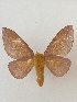  ( - CNCLEP00306236)  @11 [ ] OGL-C; Open Government Licence - Canada (2023) Canadian National Collection of Insects, Arachnids and Nematodes Canadian National Collection of Insects, Arachnids and Nematodes