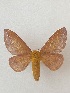  ( - CNCLEP00306237)  @11 [ ] OGL-C; Open Government Licence - Canada (2023) Canadian National Collection of Insects, Arachnids and Nematodes Canadian National Collection of Insects, Arachnids and Nematodes