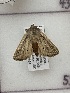  ( - CNCLEP00320651)  @11 [ ] OGL-C; Open Government Licence - Canada (2023) Canadian National Collection of Insects, Arachnids and Nematodes Canadian National Collection of Insects, Arachnids and Nematodes