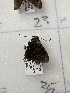  ( - CNCLEP00326935)  @11 [ ] OGL-C; Open Government Licence - Canada (2023) Canadian National Collection of Insects, Arachnids and Nematodes Canadian National Collection of Insects, Arachnids and Nematodes