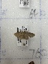  ( - CNCLEP00326976)  @11 [ ] OGL-C; Open Government Licence - Canada (2023) Canadian National Collection of Insects, Arachnids and Nematodes Canadian National Collection of Insects, Arachnids and Nematodes