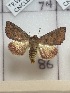  ( - CNCLEP00334824)  @11 [ ] OGL-C; Open Government Licence - Canada (2025) Canadian National Collection of Insects, Arachnids and Nematodes Canadian National Collection of Insects, Arachnids and Nematodes