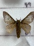  ( - CNCLEP00345943)  @11 [ ] OGL-C; Open Government Licence - Canada (2025) Canadian National Collection of Insects, Arachnids and Nematodes Canadian National Collection of Insects, Arachnids and Nematodes