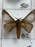  ( - CNCLEP00345944)  @11 [ ] OGL-C; Open Government Licence - Canada (2025) Canadian National Collection of Insects, Arachnids and Nematodes Canadian National Collection of Insects, Arachnids and Nematodes