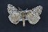  (Dasychira pinicola - CNCLEP 00113606)  @14 [ ] CreativeCommons - Attribution Non-Commercial Share-Alike (2016) Unspecified Unspecified