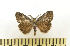  ( - CNCLEP 00113645)  @12 [ ] CreativeCommons - Attribution Non-Commercial Share-Alike (2010) Jocelyn Gill Canadian National Collection (CNC) of Insects, Arachnids and Nematodes