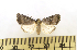  (Ogdoconta margareta - CNCLEP 00113651)  @13 [ ] CreativeCommons - Attribution Non-Commercial Share-Alike (2010) Jocelyn Gill Canadian National Collection (CNC) of Insects, Arachnids and Nematodes
