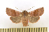  (Eupsilia fringata - CNCLEP 00113653)  @14 [ ] CreativeCommons - Attribution Non-Commercial Share-Alike (2010) Jocelyn Gill Canadian National Collection (CNC) of Insects, Arachnids and Nematodes