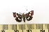  ( - CNCLEP 00113657)  @13 [ ] CreativeCommons - Attribution Non-Commercial Share-Alike (2010) Jocelyn Gill Canadian National Collection (CNC) of Insects, Arachnids and Nematodes