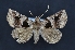 (Athyrma ganglio - CNCLEP 00113715)  @11 [ ] CreativeCommons - Attribution Non-Commercial Share-Alike (2010) Jocelyn Gill Canadian National Collection (CNC) of Insects, Arachnids and Nematodes