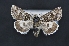  ( - CNCLEP 00113728)  @14 [ ] CreativeCommons - Attribution Non-Commercial Share-Alike (2010) Jocelyn Gill Canadian National Collection (CNC) of Insects, Arachnids and Nematodes