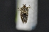 ( - CNCLEP 00113853)  @12 [ ] CreativeCommons - Attribution Non-Commercial Share-Alike (2010) Jocelyn Gill Canadian National Collection (CNC) of Insects, Arachnids and Nematodes