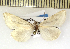  ( - CNCLEP 00116338)  @13 [ ] CreativeCommons - Attribution Non-Commercial Share-Alike (2010) Canadian National Collection of Insects, Arachnids and Nematodes Canadian National Collection of Insects, Arachnids and Nematodes