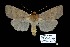  ( - CNCLEP 00116441)  @11 [ ] CreativeCommons - Attribution Non-Commercial Share-Alike (2010) Canadian National Collection of Insects, Arachnids and Nematodes Canadian National Collection of Insects, Arachnids and Nematodes