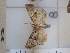  ( - DH009768)  @11 [ ] Attribution-NonCommercial-ShareAlike (2021) Canadian National Collection of Insects, Arachnids and Nematodes Canadian National Collection of Insects, Arachnids and Nematodes