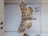  ( - DH023785)  @11 [ ] Attribution-NonCommercial-ShareAlike (2021) Canadian National Collection of Insects, Arachnids and Nematodes Canadian National Collection of Insects, Arachnids and Nematodes