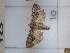  ( - DH023793)  @11 [ ] Attribution-NonCommercial-ShareAlike (2021) Canadian National Collection of Insects, Arachnids and Nematodes Canadian National Collection of Insects, Arachnids and Nematodes