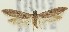  ( - MDH018458)  @13 [ ] CreativeCommons  Attribution (by) (2018) Daniel Handfield Unspecified