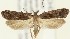  (Dichomeris agonia - MDH018223)  @11 [ ] CreativeCommons  Attribution (by) (2018) Daniel Handfield Unspecified
