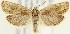  (Eucosma formosana - MDH017804)  @14 [ ] CreativeCommons  Attribution (by) (2018) Daniel Handfield Unspecified