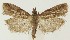  ( - MDH021929)  @11 [ ] CreativeCommons  Attribution (by) (2018) Daniel Handfield Unspecified