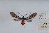  ( - Knudson 004)  @13 [ ] CreativeCommons - Attribution Share-Alike (2010) Eric H. Metzler collection Canadian National Collection of Insects, Arachnids and Nematodes