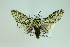  ( - MGCL-NOC-65225)  @11 [ ] CreativeCommons  Attribution Share-Alike (by-sa) (2010) Canadian National Collection of Insects, Arachnids and Nematodes Canadian National Collection of Insects, Arachnids and Nematodes