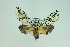  ( - MGCL-NOC-65240)  @11 [ ] CreativeCommons  Attribution Share-Alike (by-sa) (2010) Canadian National Collection of Insects, Arachnids and Nematodes Canadian National Collection of Insects, Arachnids and Nematodes