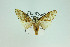  ( - MGCL-NOC-65245)  @11 [ ] CreativeCommons  Attribution Share-Alike (by-sa) (2010) Canadian National Collection of Insects, Arachnids and Nematodes Canadian National Collection of Insects, Arachnids and Nematodes