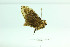  ( - MGCL-NOC-65322)  @11 [ ] CreativeCommons  Attribution Share-Alike (by-sa) (2010) Canadian National Collection of Insects, Arachnids and Nematodes Canadian National Collection of Insects, Arachnids and Nematodes