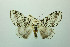  ( - MGCL-NOC-65331)  @11 [ ] CreativeCommons  Attribution Share-Alike (by-sa) (2010) Canadian National Collection of Insects, Arachnids and Nematodes Canadian National Collection of Insects, Arachnids and Nematodes