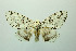  ( - MGCL-NOC-65332)  @11 [ ] CreativeCommons  Attribution Share-Alike (by-sa) (2010) Canadian National Collection of Insects, Arachnids and Nematodes Canadian National Collection of Insects, Arachnids and Nematodes