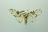  ( - MGCL-NOC-65337)  @11 [ ] CreativeCommons  Attribution Share-Alike (by-sa) (2010) Canadian National Collection of Insects, Arachnids and Nematodes Canadian National Collection of Insects, Arachnids and Nematodes