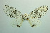  ( - MGCL-NOC-65339)  @11 [ ] CreativeCommons  Attribution Share-Alike (by-sa) (2010) Canadian National Collection of Insects, Arachnids and Nematodes Canadian National Collection of Insects, Arachnids and Nematodes