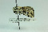  ( - MGCL-NOC-65345)  @11 [ ] CreativeCommons  Attribution Share-Alike (by-sa) (2010) Canadian National Collection of Insects, Arachnids and Nematodes Canadian National Collection of Insects, Arachnids and Nematodes