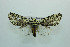  ( - MGCL-NOC-65367)  @11 [ ] CreativeCommons  Attribution Share-Alike (by-sa) (2010) Canadian National Collection of Insects, Arachnids and Nematodes Canadian National Collection of Insects, Arachnids and Nematodes