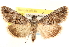  ( - CNC Noctuoidea 6762)  @11 [ ] CreativeCommons - Attribution (2014) CBG Photography Group Centre for Biodiversity Genomics