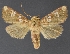  ( - DLWC011159)  @11 [ ] CreativeCommons  Attribution (by) (2019) David Wikle Canadian National Collection of Insects and Nematodes